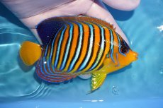 画像2: 【海水魚・ヤッコ】【通販】状態良好♪【モルディブ産】インドニシキヤッコ（M)(個体販売）（±12cm） No.29（生体）(海水魚) (2)