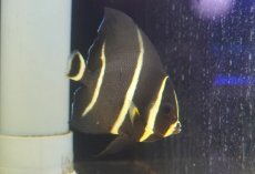 画像1: 【海水魚・ヤッコ】人工飼料OK♪グレーエンゼル（Mサイズ）(個体販売）（±10cm）No.2（生体）(海水魚) (1)