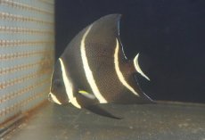 画像2: 【海水魚・ヤッコ】人工飼料OK♪グレーエンゼル（Mサイズ）(個体販売）（±10cm）No.2（生体）(海水魚) (2)