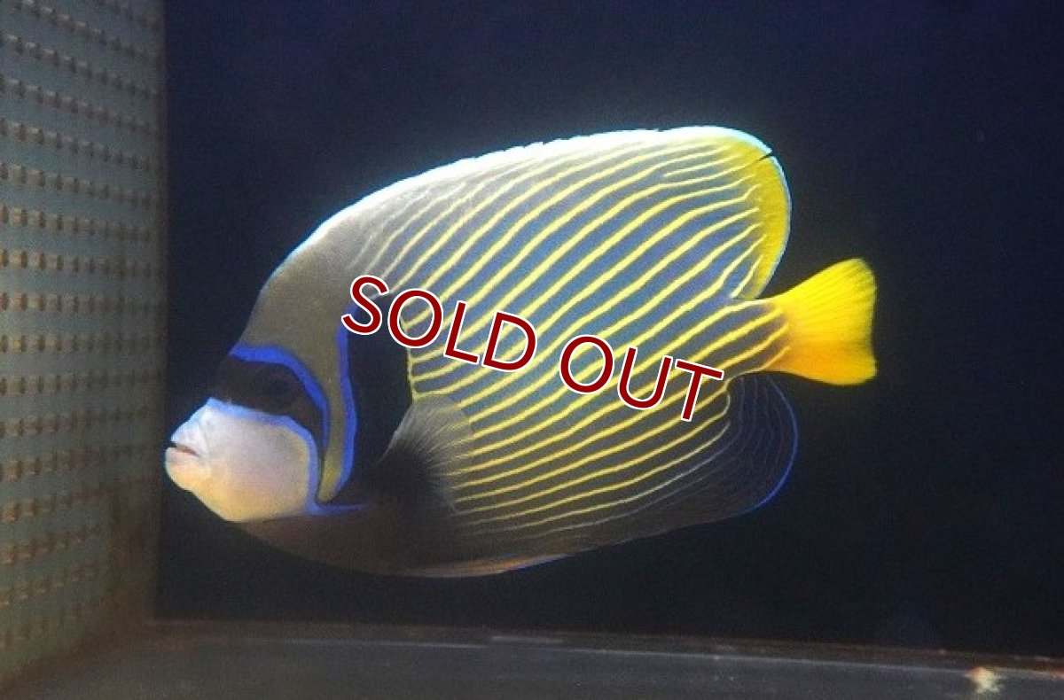 画像1: 【海水魚・ヤッコ】人工飼料OK♪タテジマキンチャクダイ（XL/インド洋産）(個体販売）（±21-22cm）No.1（生体）(海水魚) (1)
