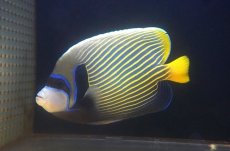 画像1: 【10%OFF対象商品30周年セール】 【海水魚・ヤッコ】人工飼料OK♪タテジマキンチャクダイ（XL/インド洋産）(個体販売）（±21-22cm）No.1（生体）(海水魚) (1)