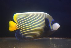 画像2: 【10%OFF対象商品30周年セール】 【海水魚・ヤッコ】人工飼料OK♪タテジマキンチャクダイ（XL/インド洋産）(個体販売）（±21-22cm）No.1（生体）(海水魚) (2)