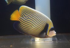 画像1: 【10%OFF対象商品30周年セール】 【海水魚・ヤッコ】人工飼料OK♪タテジマキンチャクダイ（ML/インド洋産）(個体販売）（±15-16cm）No.2（生体）(海水魚) (1)
