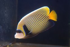 画像2: 【10%OFF対象商品30周年セール】 【海水魚・ヤッコ】人工飼料OK♪タテジマキンチャクダイ（ML/インド洋産）(個体販売）（±15-16cm）No.2（生体）(海水魚) (2)