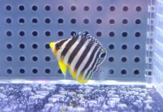 画像1: 【10%OFF対象商品30周年セール】 【海水魚・ヤッコ】【通販】人工飼料OK♪シマヤッコ（XSサイズ）(個体販売）（±3.5cm）No.1（生体）(海水魚) (1)