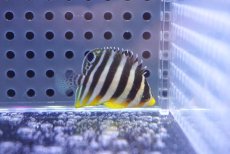 画像2: 【10%OFF対象商品30周年セール】 【海水魚・ヤッコ】【通販】人工飼料OK♪シマヤッコ（XSサイズ）(個体販売）（±3.5cm）No.1（生体）(海水魚) (2)