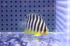 画像1: 【10%OFF対象商品30周年セール】 【海水魚・ヤッコ】【通販】人工飼料OK♪シマヤッコ（Sサイズ）(個体販売）（±4.5cm）No.2（生体）(海水魚) (1)