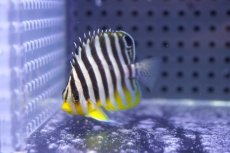 画像2: 【10%OFF対象商品30周年セール】 【海水魚・ヤッコ】【通販】人工飼料OK♪シマヤッコ（Sサイズ）(個体販売）（±4.5cm）No.2（生体）(海水魚) (2)