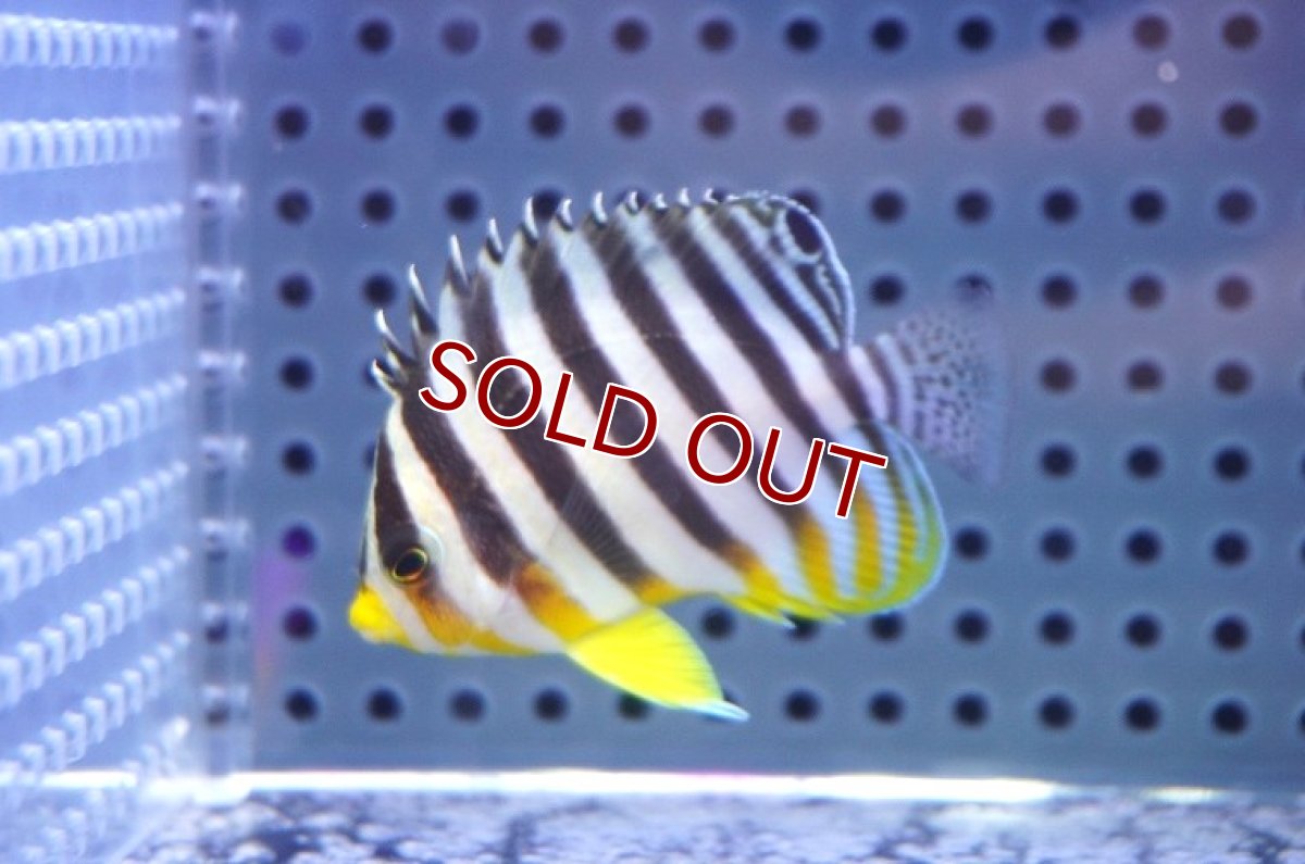 画像1: 【海水魚・ヤッコ】【通販】状態良好♪シマヤッコ（SMサイズ）(個体販売）（±5.5cm）No.3（生体）(海水魚) (1)