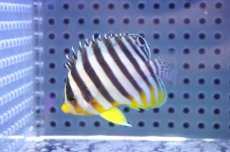 画像1: 【10%OFF対象商品30周年セール】 【海水魚・ヤッコ】【通販】状態良好♪シマヤッコ（SMサイズ）(個体販売）（±5.5cm）No.3（生体）(海水魚) (1)