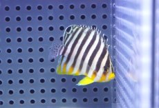 画像2: 【10%OFF対象商品30周年セール】 【海水魚・ヤッコ】【通販】状態良好♪シマヤッコ（SMサイズ）(個体販売）（±5.5cm）No.3（生体）(海水魚) (2)