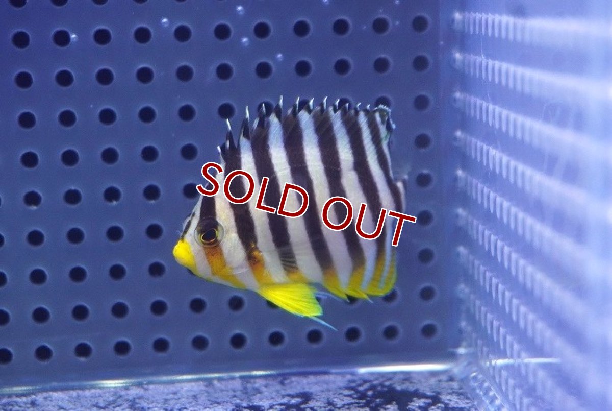 画像1: 【海水魚・ヤッコ】【通販】状態良好♪シマヤッコ（SMサイズ）(個体販売）（±5.5cm）No.4（生体）(海水魚) (1)