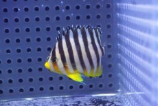 画像1: 【10%OFF対象商品30周年セール】 【海水魚・ヤッコ】【通販】状態良好♪シマヤッコ（SMサイズ）(個体販売）（±5.5cm）No.4（生体）(海水魚) (1)