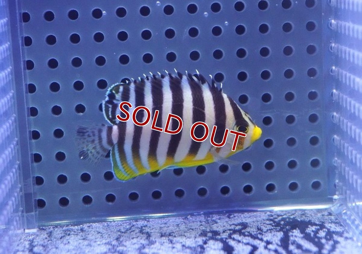 画像2: 【海水魚・ヤッコ】【通販】状態良好♪シマヤッコ（SMサイズ）(個体販売）（±5.5cm）No.4（生体）(海水魚) (2)