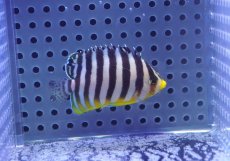 画像2: 【10%OFF対象商品30周年セール】 【海水魚・ヤッコ】【通販】状態良好♪シマヤッコ（SMサイズ）(個体販売）（±5.5cm）No.4（生体）(海水魚) (2)