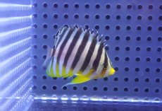 画像1: 【10%OFF対象商品30周年セール】 【海水魚・ヤッコ】【通販】状態良好♪シマヤッコ（SMサイズ）(個体販売）（±5.5cm）No.5（生体）(海水魚) (1)