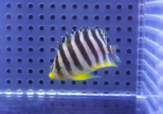 画像2: 【10%OFF対象商品30周年セール】 【海水魚・ヤッコ】【通販】状態良好♪シマヤッコ（SMサイズ）(個体販売）（±5.5cm）No.5（生体）(海水魚) (2)