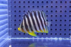 画像1: 【10%OFF対象商品30周年セール】 【海水魚・ヤッコ】【通販】状態良好♪シマヤッコ（SMサイズ）(個体販売）（±5.5cm）No.6（生体）(海水魚) (1)