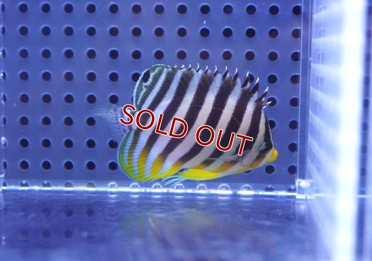 画像2: 【海水魚・ヤッコ】【通販】状態良好♪シマヤッコ（SMサイズ）(個体販売）（±5.5cm）No.6（生体）(海水魚) (2)