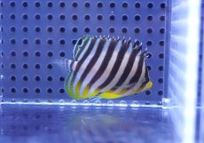 画像2: 【10%OFF対象商品30周年セール】 【海水魚・ヤッコ】【通販】状態良好♪シマヤッコ（SMサイズ）(個体販売）（±5.5cm）No.6（生体）(海水魚) (2)