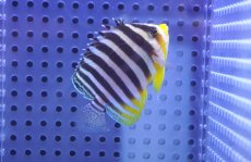 画像1: 【10%OFF対象商品30周年セール】 【海水魚・ヤッコ】【通販】状態良好♪シマヤッコ（SMサイズ）(個体販売）（±5.5cm）No.7（生体）(海水魚) (1)