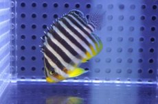 画像2: 【10%OFF対象商品30周年セール】 【海水魚・ヤッコ】【通販】状態良好♪シマヤッコ（SMサイズ）(個体販売）（±5.5cm）No.7（生体）(海水魚) (2)