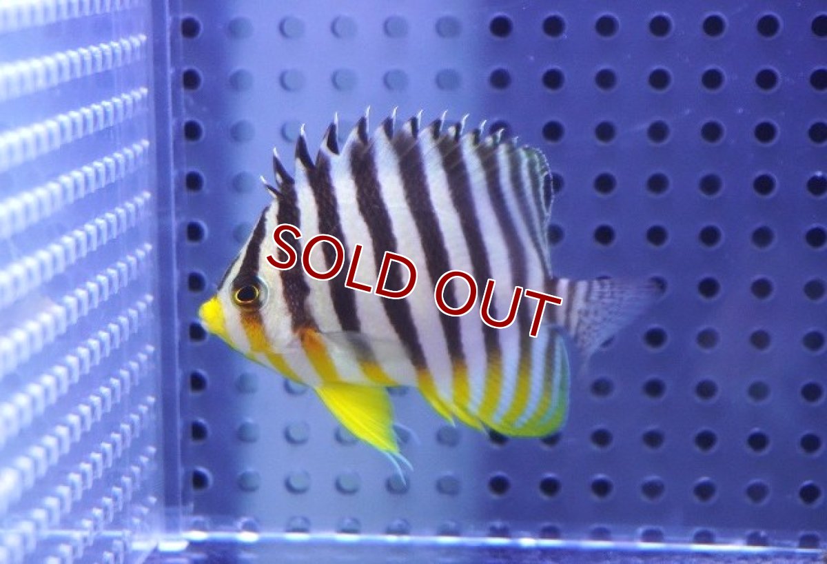 画像1: 【海水魚・ヤッコ】【通販】状態良好♪シマヤッコ（Mサイズ）(個体販売）（±6cm）No.8（生体）(海水魚) (1)