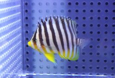 画像1: 【10%OFF対象商品30周年セール】 【海水魚・ヤッコ】【通販】状態良好♪シマヤッコ（Mサイズ）(個体販売）（±6cm）No.8（生体）(海水魚) (1)