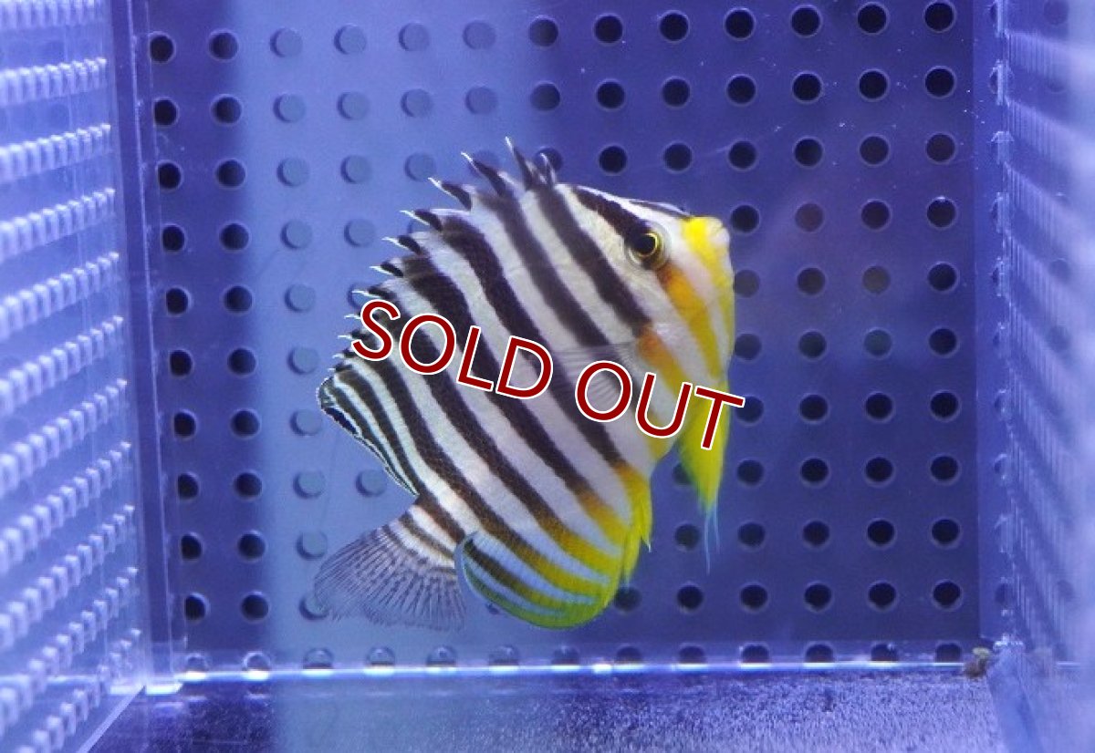 画像2: 【海水魚・ヤッコ】【通販】状態良好♪シマヤッコ（Mサイズ）(個体販売）（±6cm）No.8（生体）(海水魚) (2)