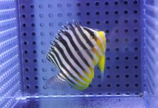 画像2: 【10%OFF対象商品30周年セール】 【海水魚・ヤッコ】【通販】状態良好♪シマヤッコ（Mサイズ）(個体販売）（±6cm）No.8（生体）(海水魚) (2)