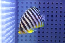 画像1: 【10%OFF対象商品30周年セール】 【海水魚・ヤッコ】【通販】状態良好♪シマヤッコ（Mサイズ）(個体販売）（±6cm）No.9（生体）(海水魚) (1)