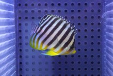 画像2: 【10%OFF対象商品30周年セール】 【海水魚・ヤッコ】【通販】状態良好♪シマヤッコ（Mサイズ）(個体販売）（±6cm）No.9（生体）(海水魚) (2)