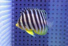 画像1: 【10%OFF対象商品30周年セール】 【海水魚・ヤッコ】【通販】状態良好♪シマヤッコ（MLサイズ）(個体販売）（±6.5cm）No.10（生体）(海水魚) (1)