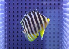 画像2: 【10%OFF対象商品30周年セール】 【海水魚・ヤッコ】【通販】状態良好♪シマヤッコ（MLサイズ）(個体販売）（±6.5cm）No.10（生体）(海水魚) (2)