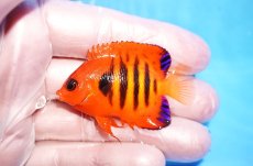 画像1: 【10%OFF対象商品30周年セール】 【海水魚・ヤッコ】【通販】状態良好♪【クリスマス島産】フレームエンゼル（SMサイズ）(個体販売）（±5cm）No.1（生体）(海水魚) (1)