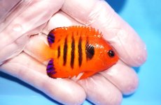 画像2: 【10%OFF対象商品30周年セール】 【海水魚・ヤッコ】【通販】状態良好♪【クリスマス島産】フレームエンゼル（SMサイズ）(個体販売）（±5cm）No.1（生体）(海水魚) (2)