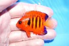 画像1: 【10%OFF対象商品30周年セール】 【海水魚・ヤッコ】【通販】状態良好♪【クリスマス島産】フレームエンゼル（SMサイズ）(個体販売）（±5cm）No.2（生体）(海水魚) (1)