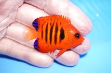 画像2: 【10%OFF対象商品30周年セール】 【海水魚・ヤッコ】【通販】状態良好♪【クリスマス島産】フレームエンゼル（SMサイズ）(個体販売）（±5cm）No.2（生体）(海水魚) (2)