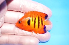 画像1: 【10%OFF対象商品30周年セール】 【海水魚・ヤッコ】【通販】状態良好♪【クリスマス島産】フレームエンゼル（SMサイズ）(個体販売）（±5cm）No.3（生体）(海水魚) (1)