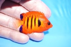 画像2: 【10%OFF対象商品30周年セール】 【海水魚・ヤッコ】【通販】状態良好♪【クリスマス島産】フレームエンゼル（SMサイズ）(個体販売）（±5cm）No.3（生体）(海水魚) (2)