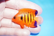 画像1: 【10%OFF対象商品30周年セール】 【海水魚・ヤッコ】【通販】状態良好♪【クリスマス島産】フレームエンゼル（SMサイズ）(個体販売）（±5cm）No.4（生体）(海水魚) (1)