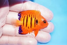 画像2: 【10%OFF対象商品30周年セール】 【海水魚・ヤッコ】【通販】状態良好♪【クリスマス島産】フレームエンゼル（SMサイズ）(個体販売）（±5cm）No.4（生体）(海水魚) (2)