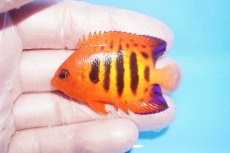 画像1: 【10%OFF対象商品30周年セール】 【海水魚・ヤッコ】【通販】状態良好♪【クリスマス島産】フレームエンゼル（SMサイズ）(個体販売）（±5.5cm）No.5（生体）(海水魚) (1)