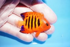 画像2: 【10%OFF対象商品30周年セール】 【海水魚・ヤッコ】【通販】状態良好♪【クリスマス島産】フレームエンゼル（SMサイズ）(個体販売）（±5.5cm）No.5（生体）(海水魚) (2)