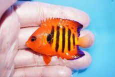 画像1: 【10%OFF対象商品30周年セール】 【海水魚・ヤッコ】【通販】状態良好♪【クリスマス島産】フレームエンゼル（Mサイズ）(個体販売）（±6cm）No.6（生体）(海水魚) (1)