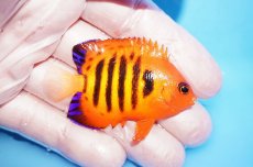 画像2: 【10%OFF対象商品30周年セール】 【海水魚・ヤッコ】【通販】状態良好♪【クリスマス島産】フレームエンゼル（Mサイズ）(個体販売）（±6cm）No.6（生体）(海水魚) (2)