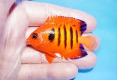 画像1: 【10%OFF対象商品30周年セール】 【海水魚・ヤッコ】【通販】状態良好♪【クリスマス島産】フレームエンゼル（Mサイズ）(個体販売）（±6cm）No.7（生体）(海水魚) (1)