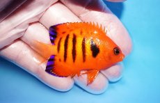 画像2: 【10%OFF対象商品30周年セール】 【海水魚・ヤッコ】【通販】状態良好♪【クリスマス島産】フレームエンゼル（Mサイズ）(個体販売）（±6cm）No.7（生体）(海水魚) (2)