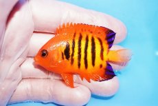 画像1: 【10%OFF対象商品30周年セール】 【海水魚・ヤッコ】【通販】状態良好♪【クリスマス島産】フレームエンゼル（Mサイズ）(個体販売）（±6.5cm）No.8（生体）(海水魚) (1)