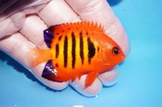 画像2: 【10%OFF対象商品30周年セール】 【海水魚・ヤッコ】【通販】状態良好♪【クリスマス島産】フレームエンゼル（Mサイズ）(個体販売）（±6.5cm）No.8（生体）(海水魚) (2)